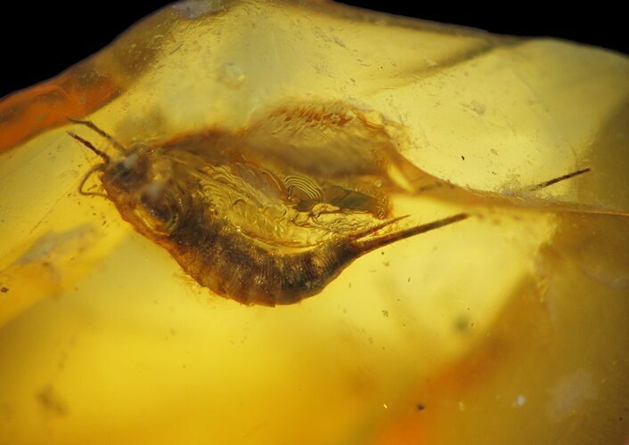 Fossil Bristletail (Archaeognatha) In Baltic Amber #93838